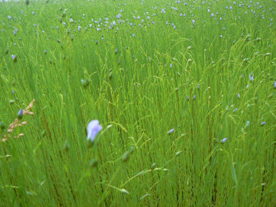 4 chakra harmonisierung