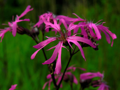 7 chakra harmonisierung