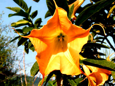 chakra harmonisierung 3