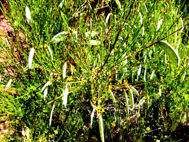 chakra harmonisierung 4