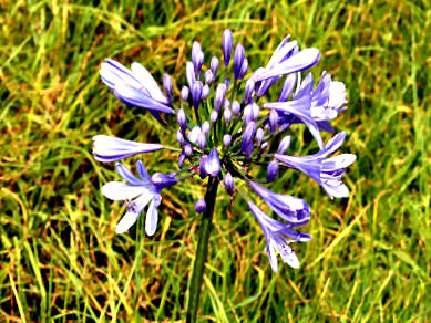 chakra harmonisierung 5