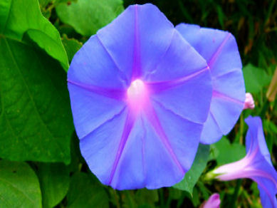 chakra harmonisierung 7