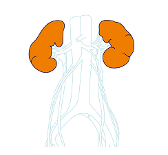 kidneys2