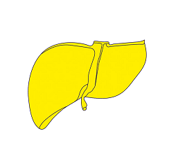 liver
