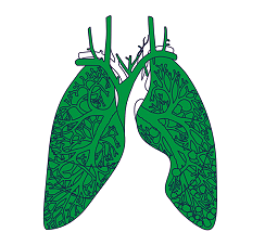 lungs