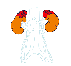 adrenal glands