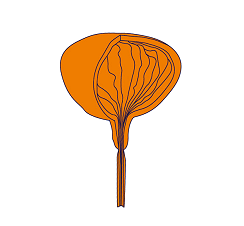 bladder