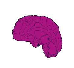 brain