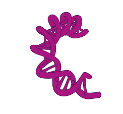 dna