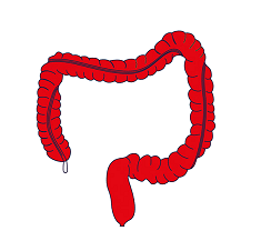large intestine