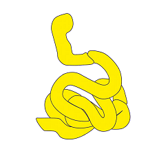 small intestine