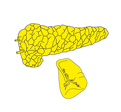 spleen and pancreas