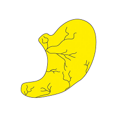 stomach