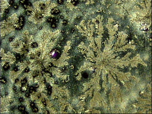 16 uzdrawianie bioelement